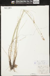 Carex prairea image