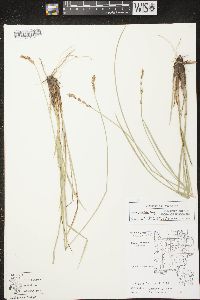 Carex prairea image