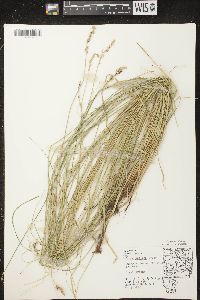 Carex prairea image