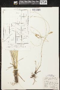 Carex prairea image