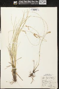 Carex prairea image