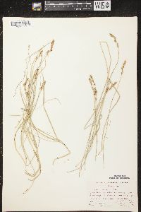 Carex prairea image