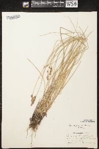 Carex prairea image