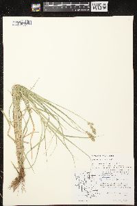 Carex projecta image