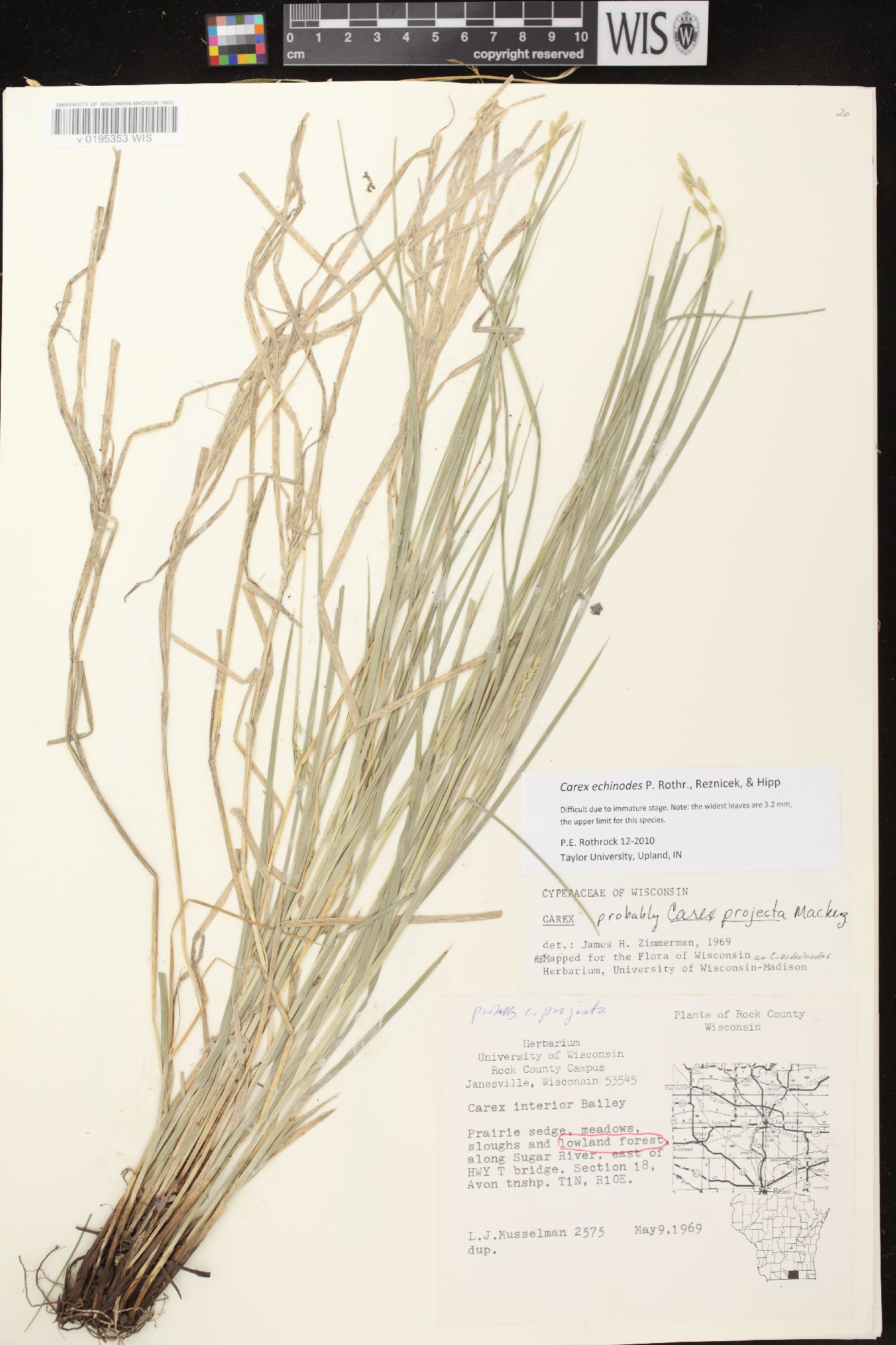 Carex echinodes image