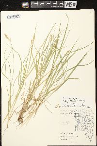 Carex projecta image