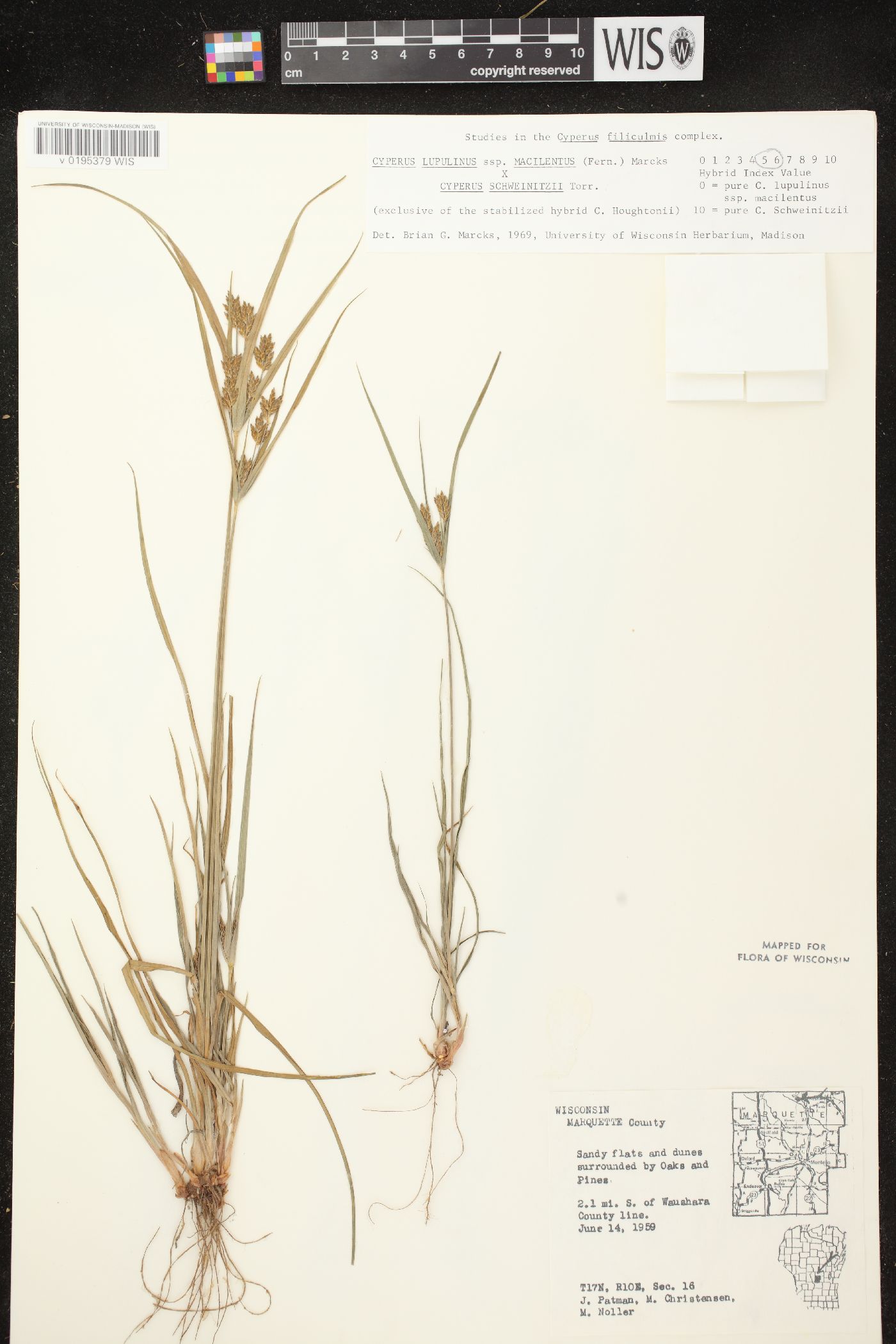 Cyperus lupulinus subsp. macilentus image