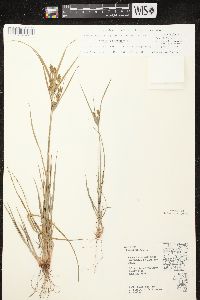 Cyperus lupulinus subsp. macilentus image