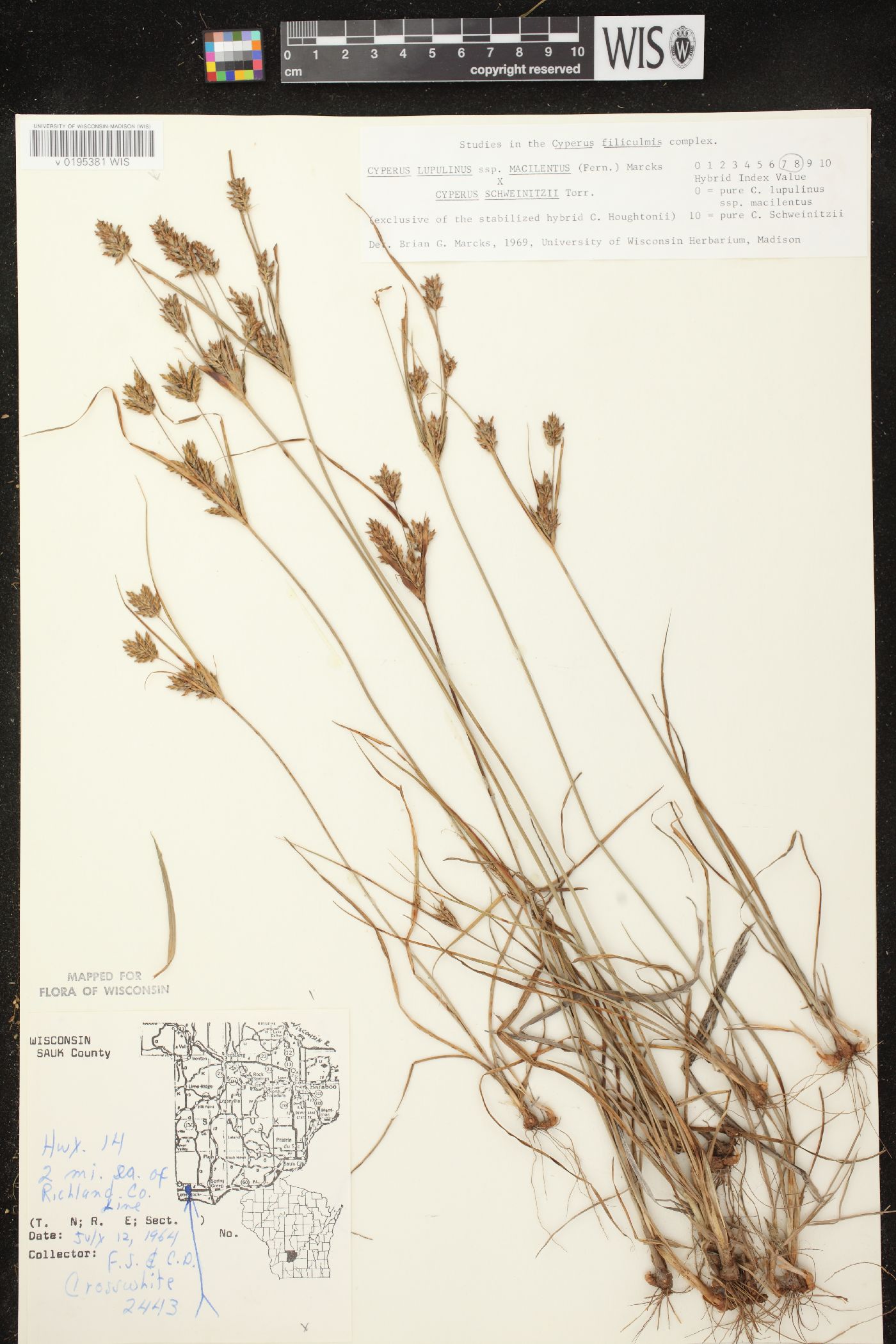 Cyperus lupulinus subsp. macilentus image