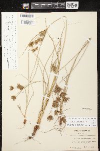 Cyperus lupulinus image