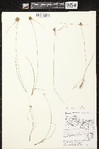 Cyperus lupulinus subsp. macilentus image