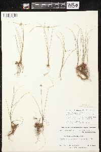 Cyperus lupulinus image