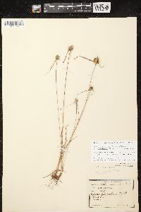 Cyperus lupulinus image