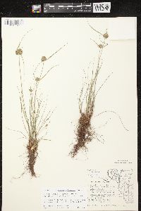 Cyperus lupulinus image