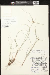 Cyperus lupulinus image