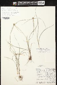 Cyperus lupulinus image