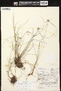 Cyperus lupulinus subsp. macilentus image