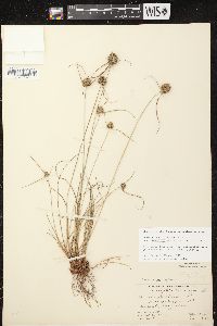 Cyperus lupulinus image