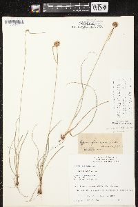 Cyperus lupulinus subsp. macilentus image