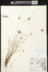 Cyperus lupulinus subsp. macilentus image