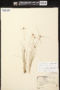 Cyperus lupulinus image