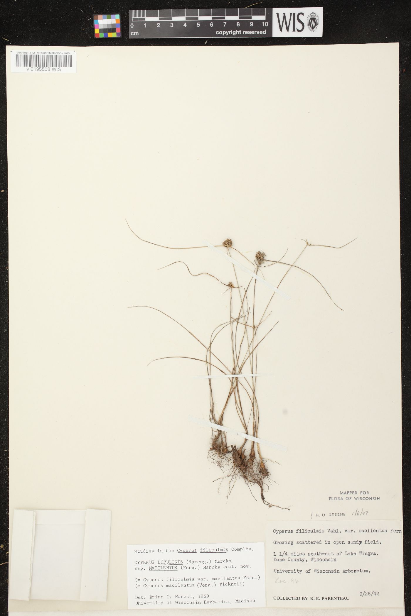 Cyperus lupulinus subsp. macilentus image