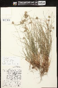 Cyperus lupulinus image