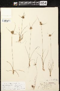 Cyperus houghtonii image