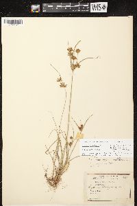 Cyperus houghtonii image