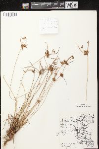 Cyperus houghtonii image