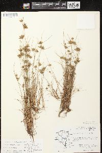 Cyperus houghtonii image