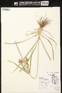 Cyperus esculentus var. leptostachyus image