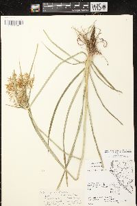 Cyperus esculentus var. leptostachyus image