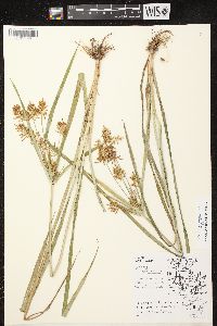 Cyperus esculentus var. leptostachyus image