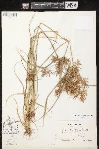 Cyperus esculentus var. leptostachyus image