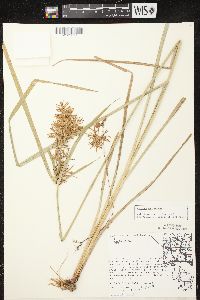 Cyperus esculentus var. leptostachyus image