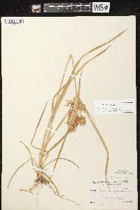 Cyperus esculentus var. leptostachyus image