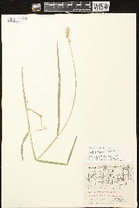 Carex projecta image