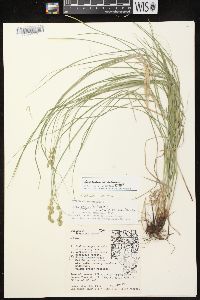 Carex echinodes image