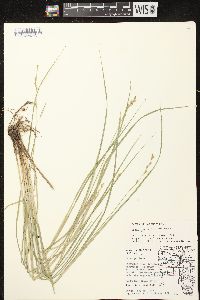 Carex projecta image