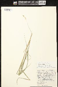 Carex projecta image