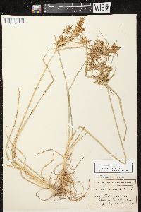 Cyperus esculentus var. leptostachyus image