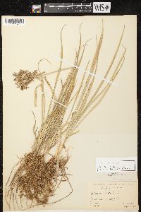 Cyperus esculentus var. leptostachyus image