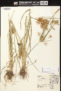 Cyperus esculentus var. leptostachyus image