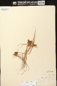 Cyperus erythrorhizos image