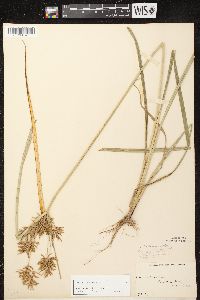 Cyperus esculentus var. leptostachyus image