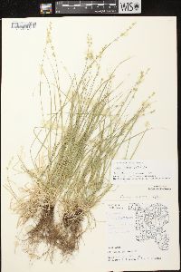 Carex radiata image