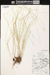 Carex radiata image