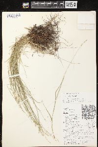 Carex radiata image