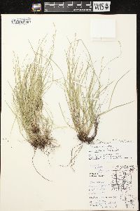 Carex radiata image